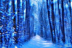 Winterwald bei BerlinArtwork