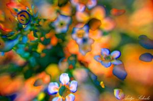 Fruehling-2024-1 Artwork