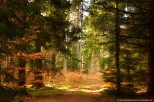 Granitz Wald                                                           