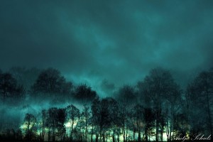 Abendwald Usedom (Artwork)