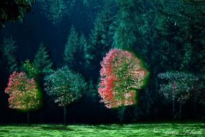 Lichstudie am Waldrand