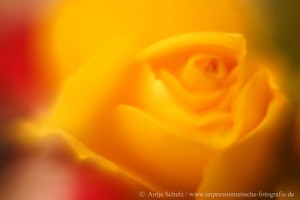 A Rose is a Rose is a Rose           