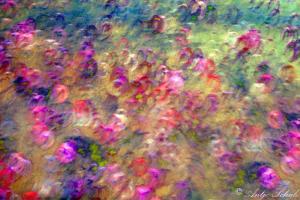 Camera Painting Rouge