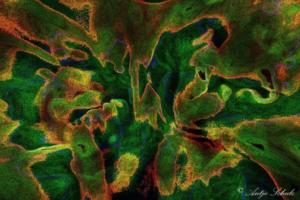 Tulpen-2022-Artwork-