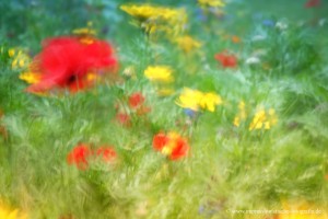 Wiesenblumen I                         